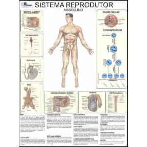 Mapa Reprodutor Masculino Corpo Humano -  Multimapas